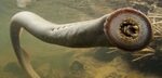 50 Scary Lamprey Facts About Vampires Of The Sea - Facts.net