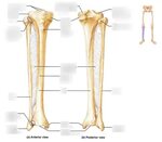 Leg Bones Diagram - Leg Bone Wikipedia - Your leg bones are 