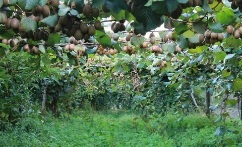 Attraction towards commercial farming of kiwifruit - DCnepal