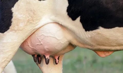 Udder tips we can learn from