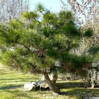 Купить CHINESE RED PINE Pinus Tabuliformis - 10+ SEEDS на Ау