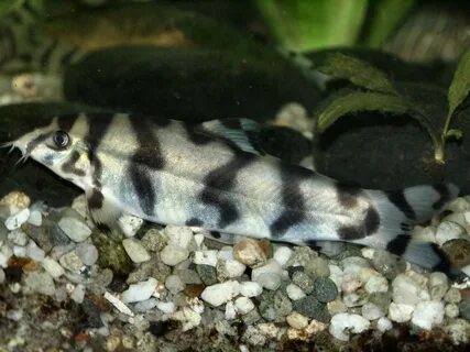 Loaches Online