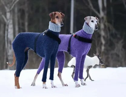 SIX TIMES GREYHOUNDS WORE SWEATERS BETTER THAN YOU by KnitHa