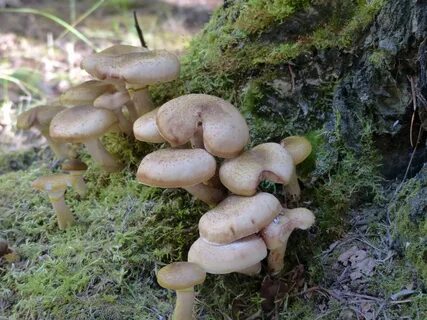 Wild mushrooms cluster close-up free image download