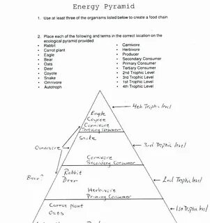 50 Ecological Pyramids Worksheet Answer Key Chessmuseum Temp