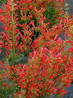 Agastache Firebird -- Bluestone Perennials Perennials, Flowe