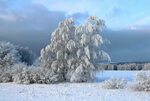 Обои зима, снег, дерево, замораживание, мороз - картинка на 