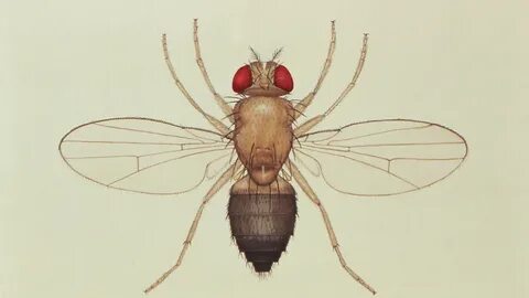 Concept of Genetic Cross Among Drosophila Melanogaster.