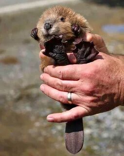 Baby beavers are the best! Odd Stuff Magazine