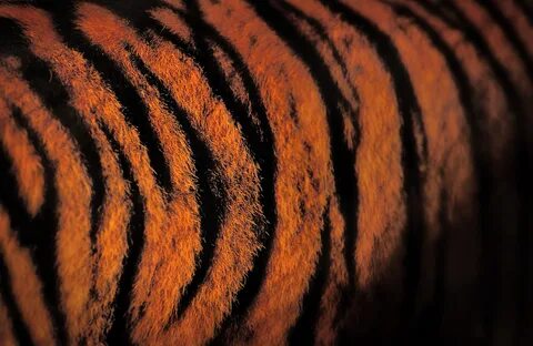 20 Tiger Stripes Dave Black