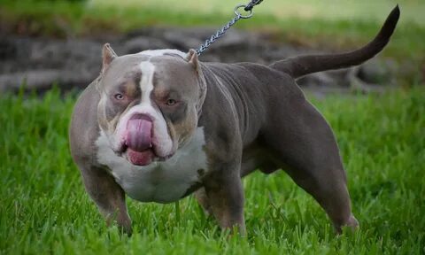 BEST OF THE TRI COLOR AMERICAN BULLY AMAZING POCKET BULLIES 