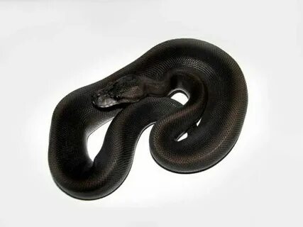 Super pastel black ball python Ball python, Python, Pet snak