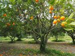 Israeli Startup Putting the Squeeze on Citrus Disease with A
