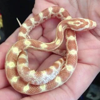 Butter Creamsicle Corn Snake. 5mths. Snake cages, Corn snake