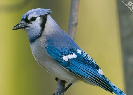 Pictures of Female Blue Jays on Animal Picture Society