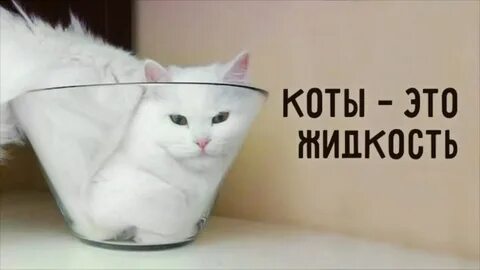 Кошки это жидкость - YouTube