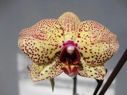 Орхидея phalaenopsis незнакомка цветет - Орхидеи: уход, фото