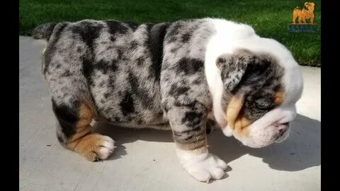 Rare Black Tri Merle English Bulldog 🔥 Bulldog Puppy - YouTu