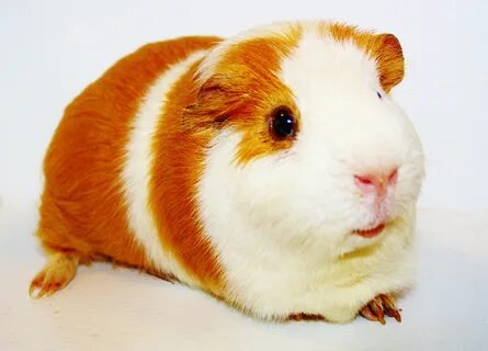 Cavy Angel's Guinea Pig Rescue