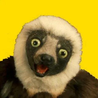 Zoboomafoo - WildBrain - YouTube