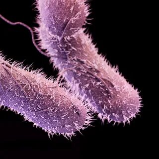 Drug-resistant Non-typhoidal Salmonella Photograph by Scienc
