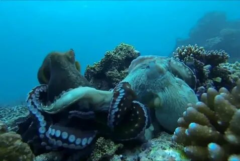Watch: Octopuses fight over den in Indonesia - UPI.com