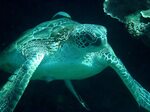 Sea Turtle Blog Sandy Ripple Page 2