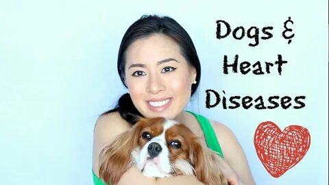 Heart diseases in Cavalier King Charles Spaniel Dogs Mitral 