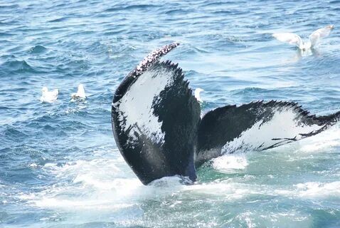 Free Images : sea, ocean, animal, humpback whale, tail, vert