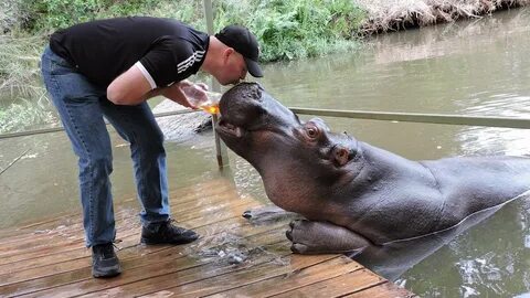 Feeding & Kissing Jessica the Hippo - South Africa - YouTube