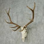 Elk Skull & Antler European Mount For Sale #13475 - The Taxi
