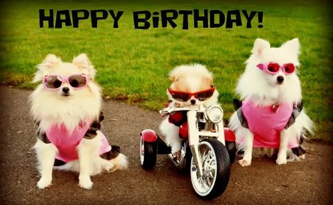 Happy Birthday Dog biker gang Happy birthday cards images, F