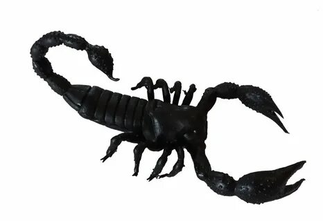 Toys & Hobbies 6 Inch Realistic Rubber Replica Scorpion Anim