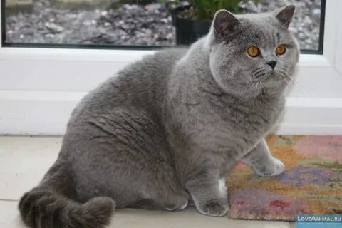Британская короткошерстная кошка (British Shorthair Cat)