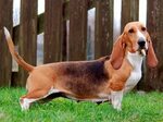 Артезиано-нормандский бассет: обзор породы, фото собаки