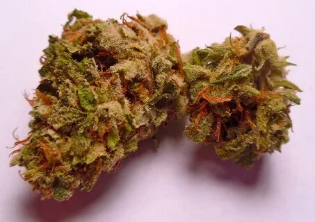 BC Roadkill Cannabis Strain Information - Straindex