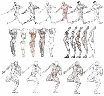 Pin by Світлана Sh on анатомия Human anatomy drawing, Anatom