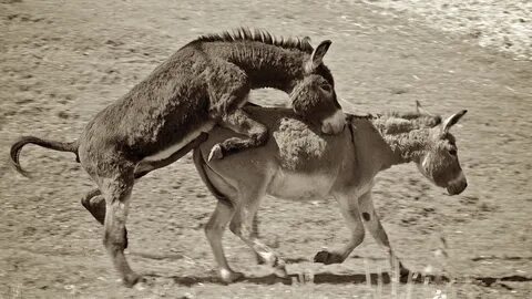 File:Horny donkey.jpg - Wikimedia Commons