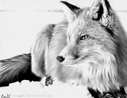 Fox Pencil Drawing at PaintingValley.com Explore collection 