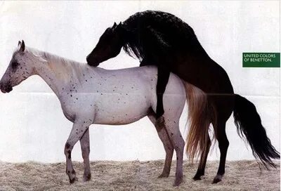 Pferde sex frau ✔ Pferde sex frau In eine große Fotze russis