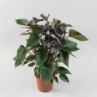 Anthurium andr. Black Beauty Ø17cm Anthurium, House plants, 
