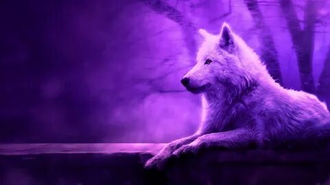 Wolf PC Wallpaper 4k - Top Quality Wolf Wallpaper For PC