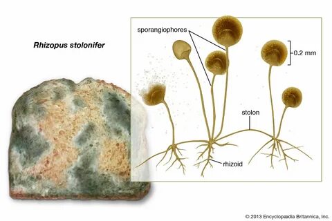 Rhizopus stolonifer fungus Britannica