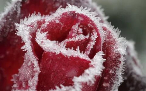 Розы под снегом обои на телефон / страница 3