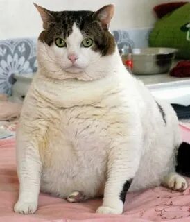 worlds-fattest-cat-fat-cat1.jpg rsternen Flickr