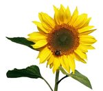 Sunflower Transparent PNG Image Flowers, Sunflower, Png