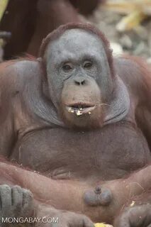 Orangutan showing off his penis kalimantan_0363