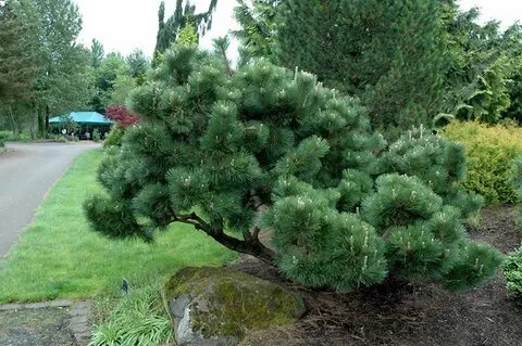 Thunderhead Japanese Black Pine (Pinus thunbergii 'Thunderhe