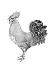 Rooster on Behance