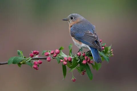 Eastern bluebird, female Eastern bluebird, Blue bird, Birds